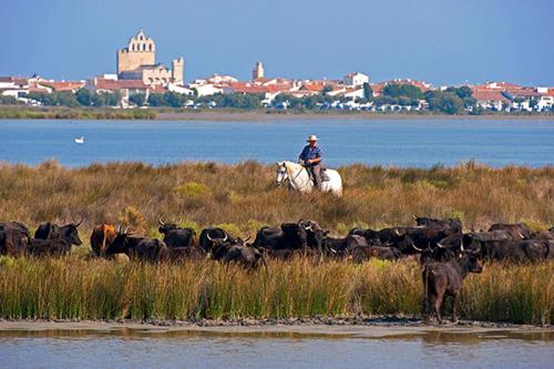 a man on a horse and a herd of cattle at Provence, Studio climatisé, vue lac Spirou 400 metres, Avignon 15 mn in Monteux