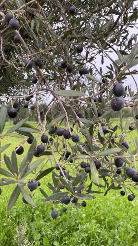 a tree with lots of black olives on it at Verde Oliva Residence in Ispica