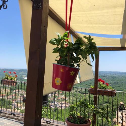 a potted plant is hanging from a balcony at B&B Casa Mila' in Pretoro