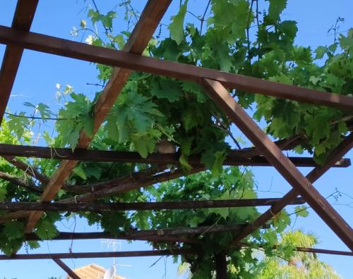 a tree growing through the roof of a greenhouse at B&B Le Macine 1868 in Paceco
