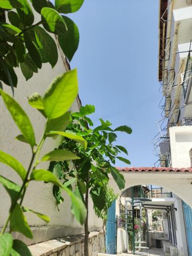 a small tree in front of a building at Olympia Hotel in Sarandë