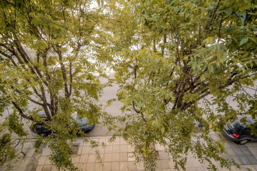 Deux arbres devant un parking avec des voitures dans l'établissement Aphrodite's Apartment on Agia Sofia Midas Home, à Thessalonique