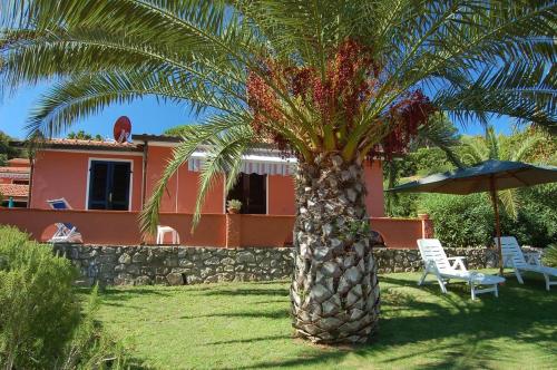 a palm tree in front of a house at Residence Villa Franca in Capoliveri