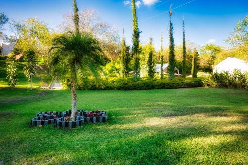 a palm tree in the middle of a yard at Casa Santa Teresita - Cabaña triple in Sanarate