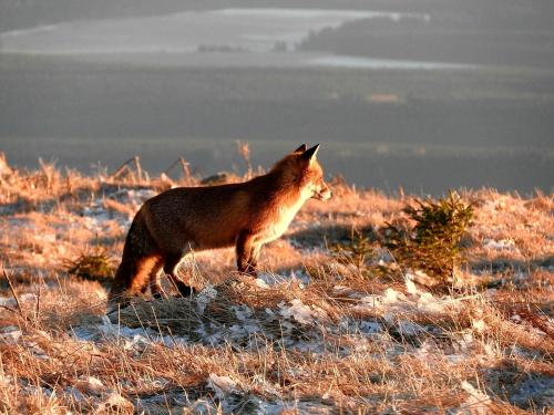 a cat walking in a field in the snow at Hotel Waldmühle in Elend