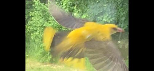 a yellow bird is flying in the air at Drewniany dom w brzozowisku in Pieszyce