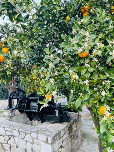 Κήπος έξω από το Citrus garden