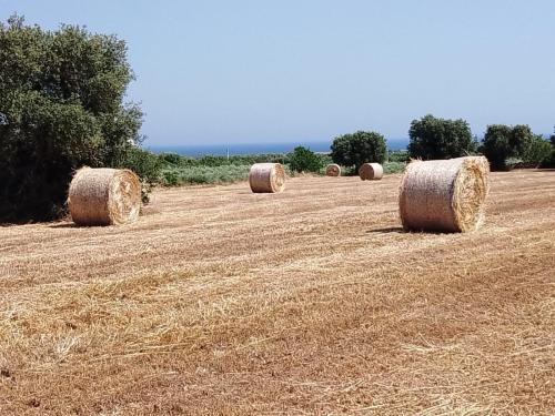 a field of hay bales in a field at Masseria Ricci in Fasano