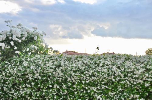 a field of white flowers with a sky in the background at Apartment in the heart of Brda wine region, Boris and Darinka Marinič in Dobrovo