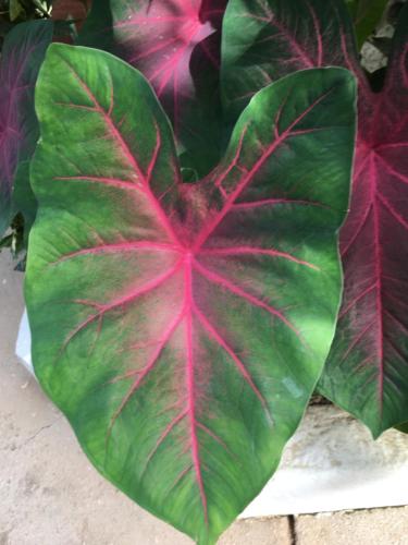 a close up of a green leaf with red veins at Pura Vida Hostel in Tamarindo