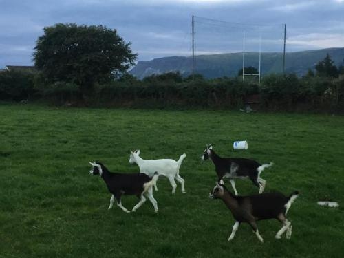 a group of goats running in a field at Glendale Guestrooms in Cushendall