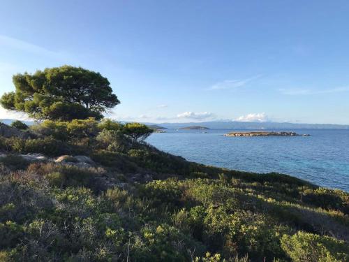 a tree on the shore of a body of water at Makis Nest Apart-Hotel in Vourvourou