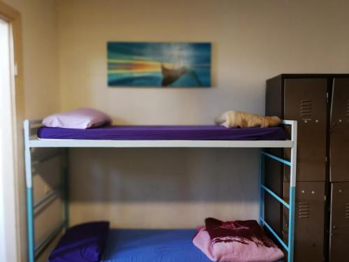 2 beliches num quarto com lençóis roxos em Momo's Hostel em Tel Aviv