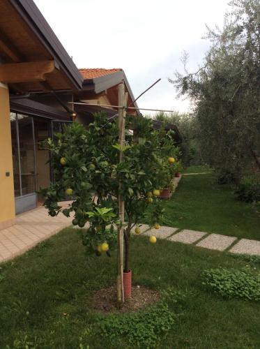 a lemon tree in front of a house at Locanda dei Rii in Manerba del Garda