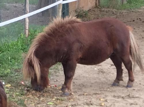 a brown horse standing on a dirt road at Locanda dei Rii in Manerba del Garda