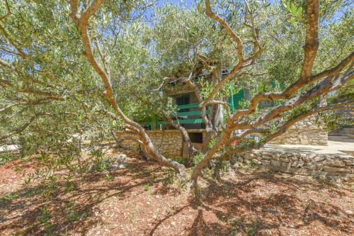 Κήπος έξω από το House OLIVA