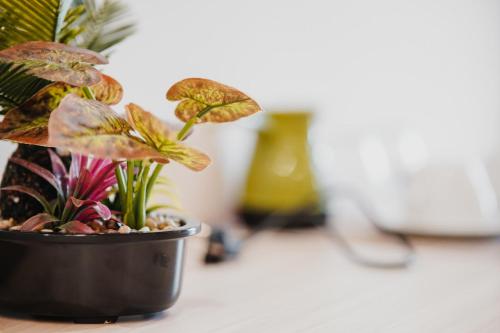 a plant in a black pot on a table at Himara 28 Hotel in Himare