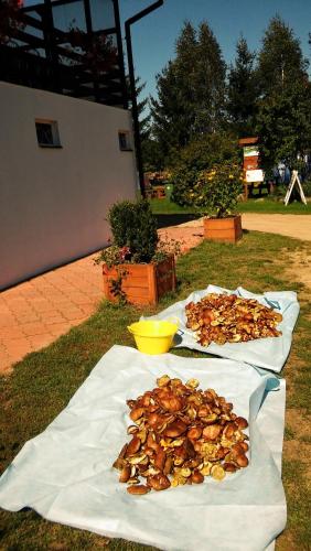 two plates of food sitting on the grass at Biebrza24 - Agroturystyka in Sztabin