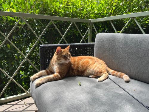 an orange cat laying on the arm of a chair at Beverly Hills Spanish in Los Angeles