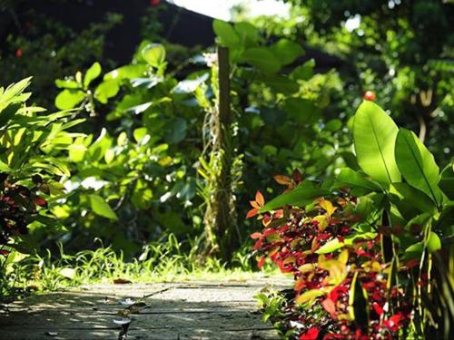 a garden with green plants and a walkway at Sepilok Forest Edge Resort in Sepilok