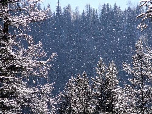 a forest of trees covered in snow with trees at Hotel Miramonti Corvara in Corvara in Badia