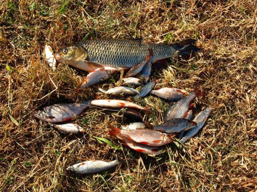 a group of fish laying in the grass at Biebrza24 - Agroturystyka in Sztabin