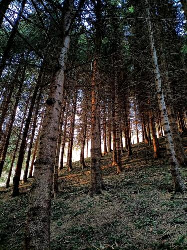 a group of trees in a wooded area at bb26 apartment mountain Lozio in Lozio
