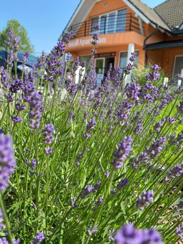 Un jardín fuera de Korall Apartman