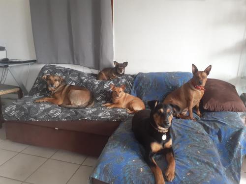 a group of four dogs laying on a couch at Mon ecrin de nature rez de jardin in Seyne