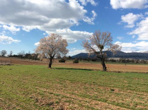 two trees in the middle of a field at da sciuri case vacanza Barisciano in Barisciano