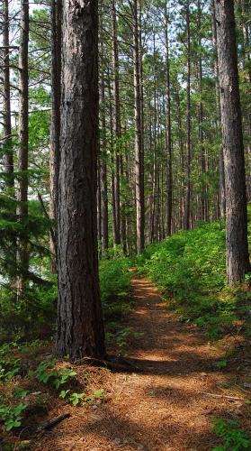 a dirt trail in a forest with trees at Bed and Breakfast Du Repos in Saint Quentin