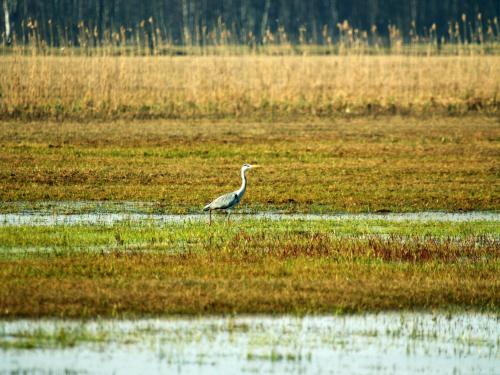 a bird standing in a field of water at Biebrza24 - Agroturystyka in Sztabin