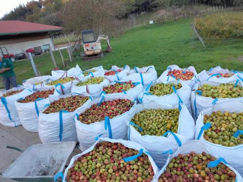 a bunch of baskets of apples on a table at Agroturismo Erlete Goikoa -ESTAMOS EN EL CAMINO DE SANTIAGO -WE ARE ON THE CAMINO DE SANTIAGO in Deba
