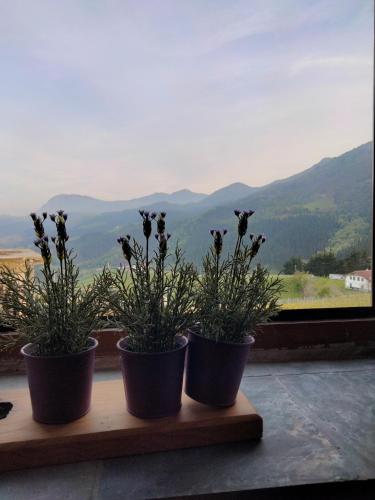 three potted plants sitting on a window sill with a view at Agroturismo Erlete Goikoa -ESTAMOS EN EL CAMINO DE SANTIAGO -WE ARE ON THE CAMINO DE SANTIAGO in Deba