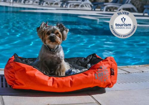 um pequeno cão sentado numa cama de cão laranja ao lado de uma piscina em Acrotel Lily Ann Village em Nikiti