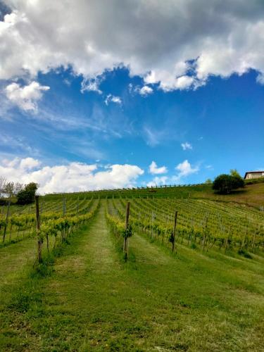 a field of vines with a blue sky and clouds at Agroturismo Erlete Goikoa -ESTAMOS EN EL CAMINO DE SANTIAGO -WE ARE ON THE CAMINO DE SANTIAGO in Deba