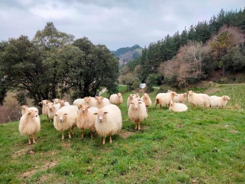 a herd of sheep standing in a field at Agroturismo Erlete Goikoa -ESTAMOS EN EL CAMINO DE SANTIAGO -WE ARE ON THE CAMINO DE SANTIAGO in Deba
