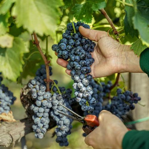 a person is holding a bunch of grapes at Il Borro Relais & Châteaux in San Giustino Valdarno