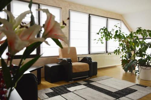 a living room with a chair and some plants at Pensiunea Royal in Borşa