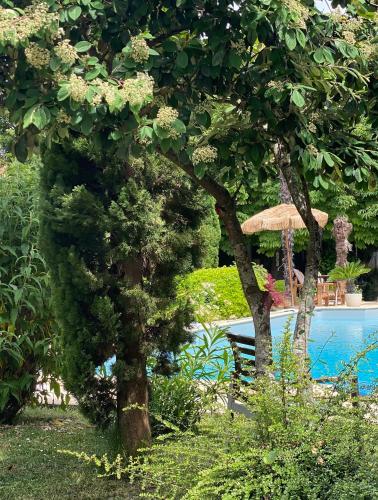 a tree with a bench next to a swimming pool at Lou Mut in Lectoure