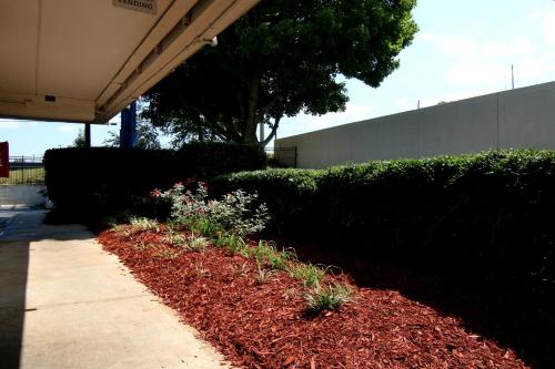a row of bushes and flowers next to a sidewalk at Motel 6-Tucker, GA - Atlanta Northeast in Tucker