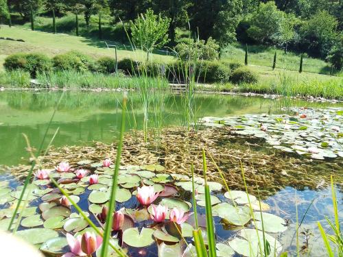 a pond with pink water lilies and grass at Sasseta Alta in Scansano