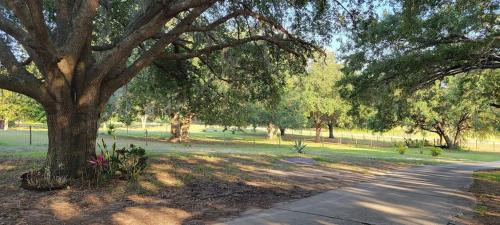 a tree in the middle of a park with a sidewalk at Charming Country Retreat Home in Clermont