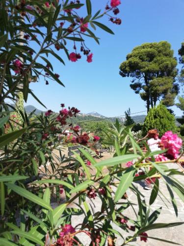 vista su un giardino fiorito e su un albero di North Evia Kiki's house a Kourkouloí