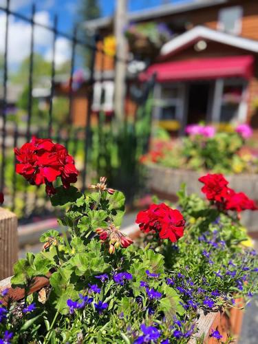 a pot of red flowers in front of a house at Homestead Inn - Blowing Rock in Blowing Rock