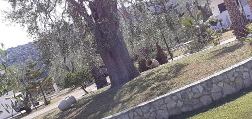a grassy hill with a tree and a wall at Villa Angela case vacanza in Vieste
