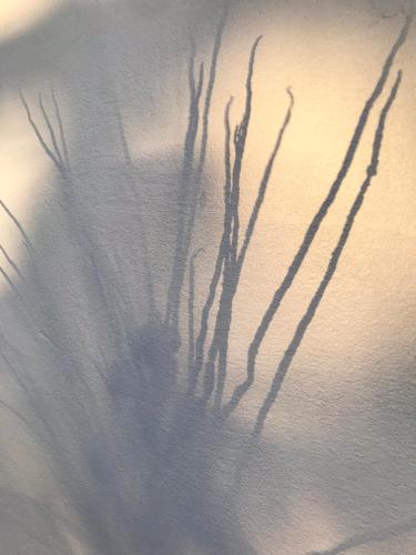 a shadow of a plant on a white wall at Ananda Atins in Atins
