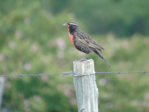 a bird sitting on top of a fence post at Base Manzano in Tunuyán