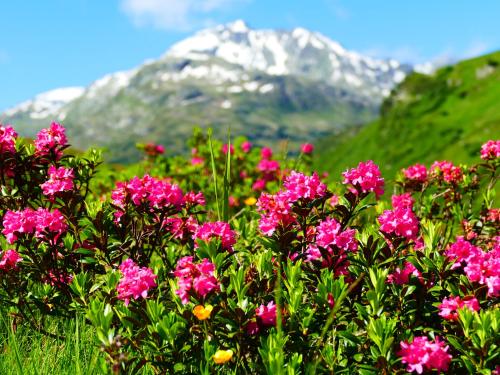 a bunch of pink flowers in front of a mountain at Starla 4 in Sankt Anton am Arlberg