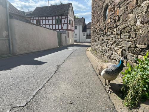 a peacock standing on the side of a street at Keller Höhe in Andernach